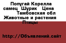 Попугай Корелла (самец) Шурик › Цена ­ 3 000 - Тамбовская обл. Животные и растения » Птицы   